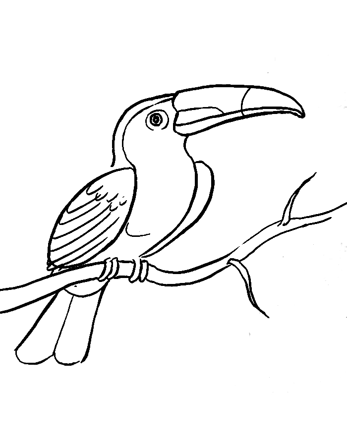 Drawing Of Toucan Bird Coloring Page