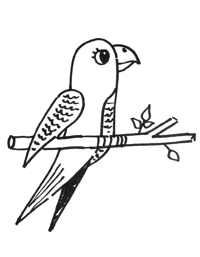 Drawing Parakeet Bird Coloring Page