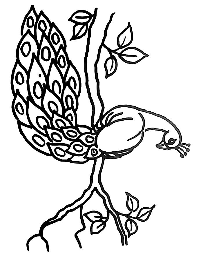 Easy And Simple Peacock Drawing Coloring Page