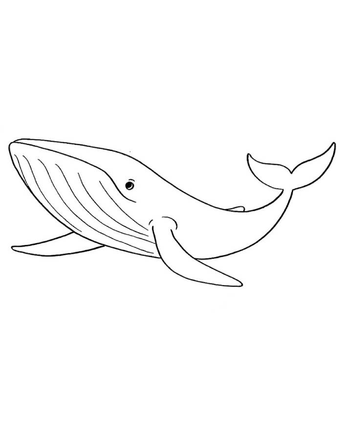 Easy Blue Whale Drawing Coloring Page