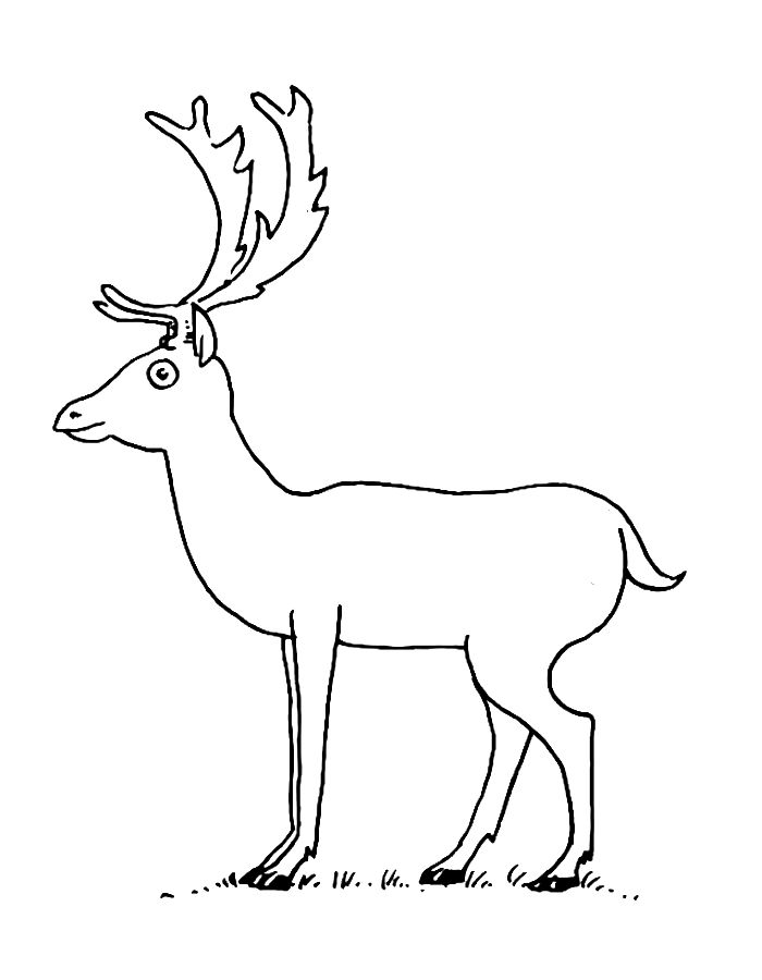 European Fallow Deer Coloring Page