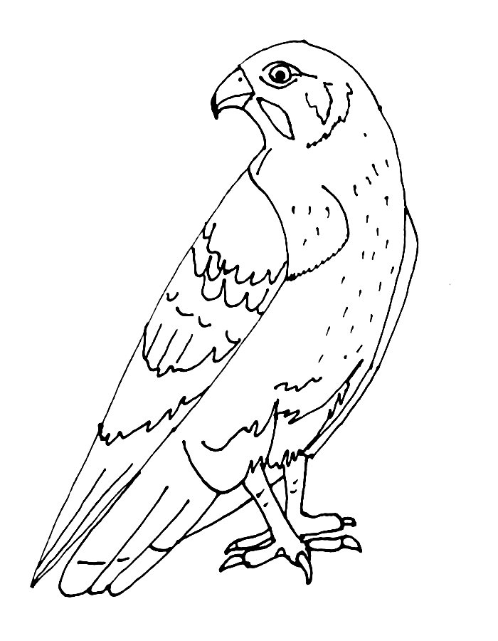 Falcon  coloring page