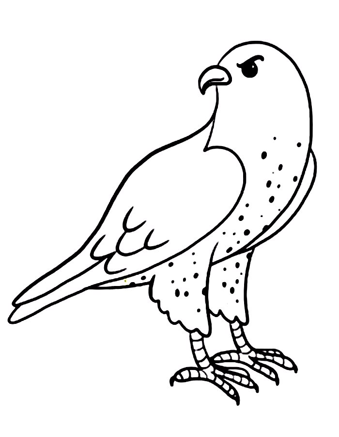 Falcon Drawing Coloring Page