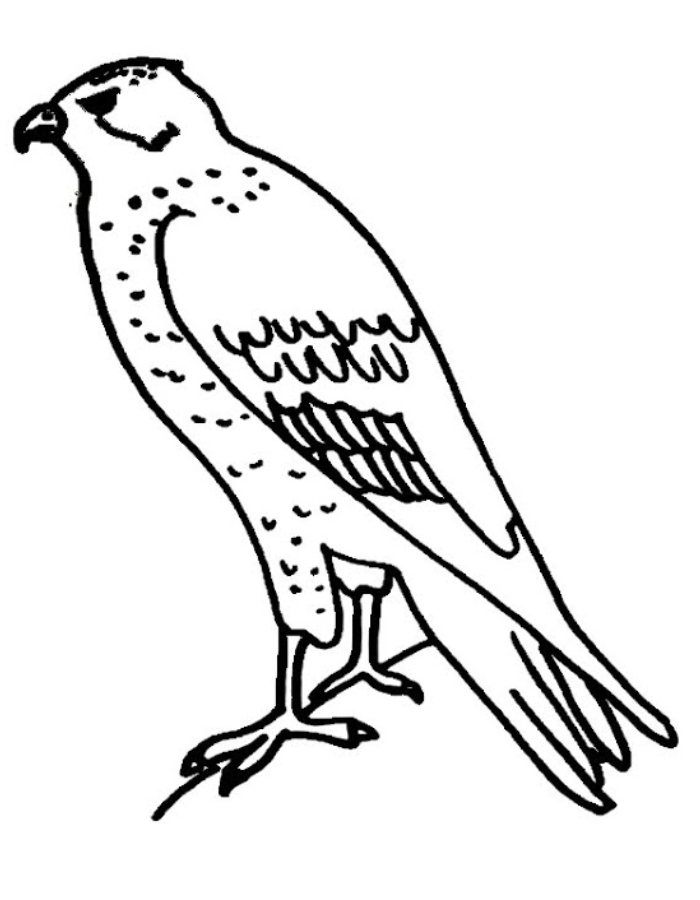 Falcon For Kids Coloring Page