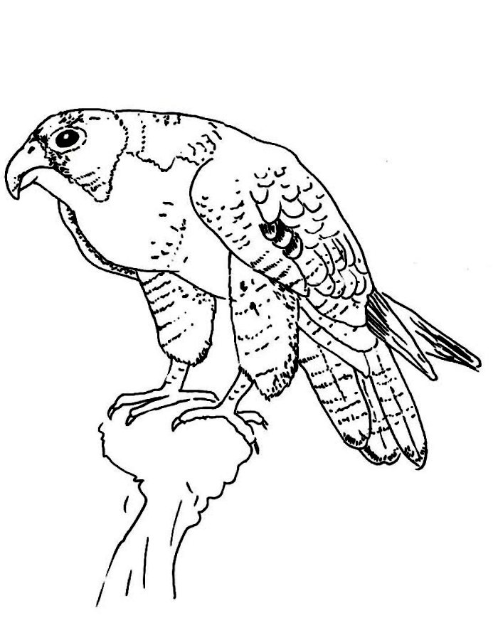 Falcon Picture Coloring Page