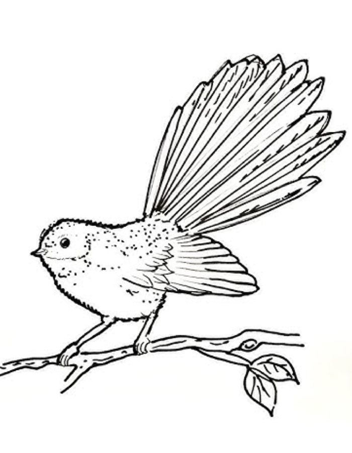 Fantail Coloring Page