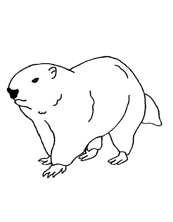 February Groundhog Day Images