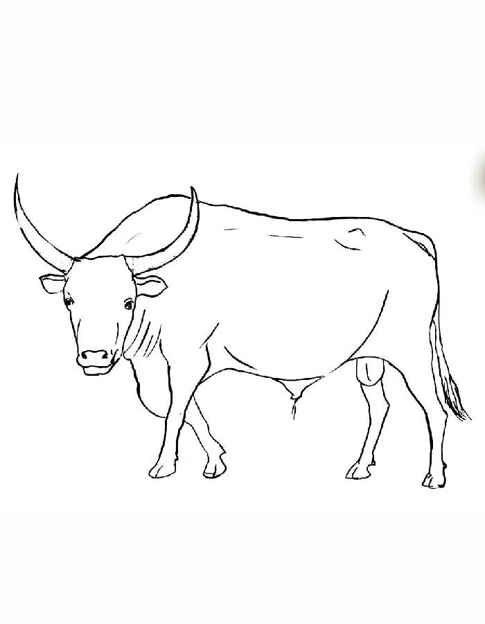 Fighting Bull Drawing Easy Fighting Bull Drawing Easy Coloring Page