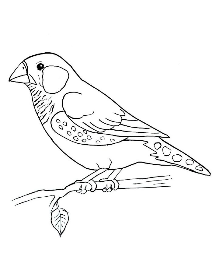 Finch Coloring Page