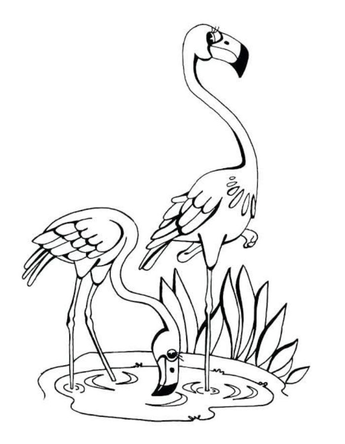 Flamingo Drawing Coloring Page