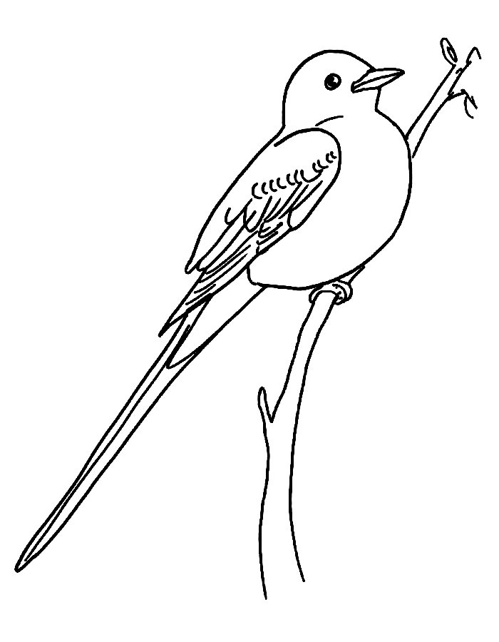 Flycatchers Coloring Page