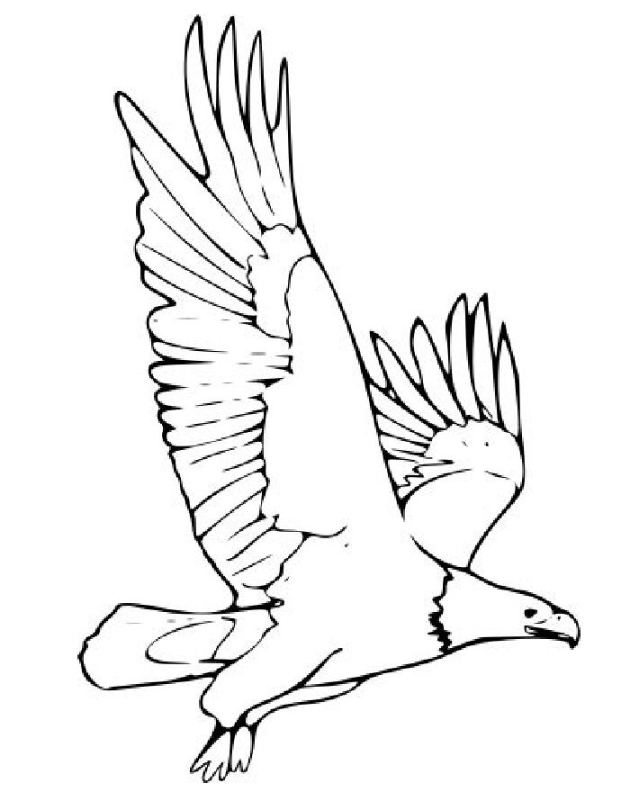 Flying Bald Eagle Coloring Page