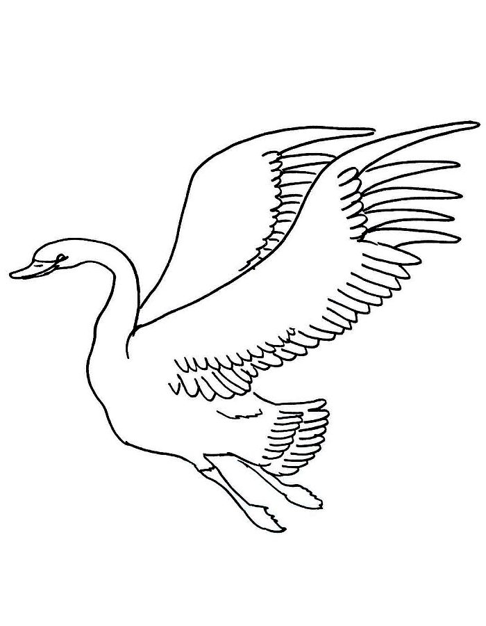 Flying Swan Drawing Coloring Page