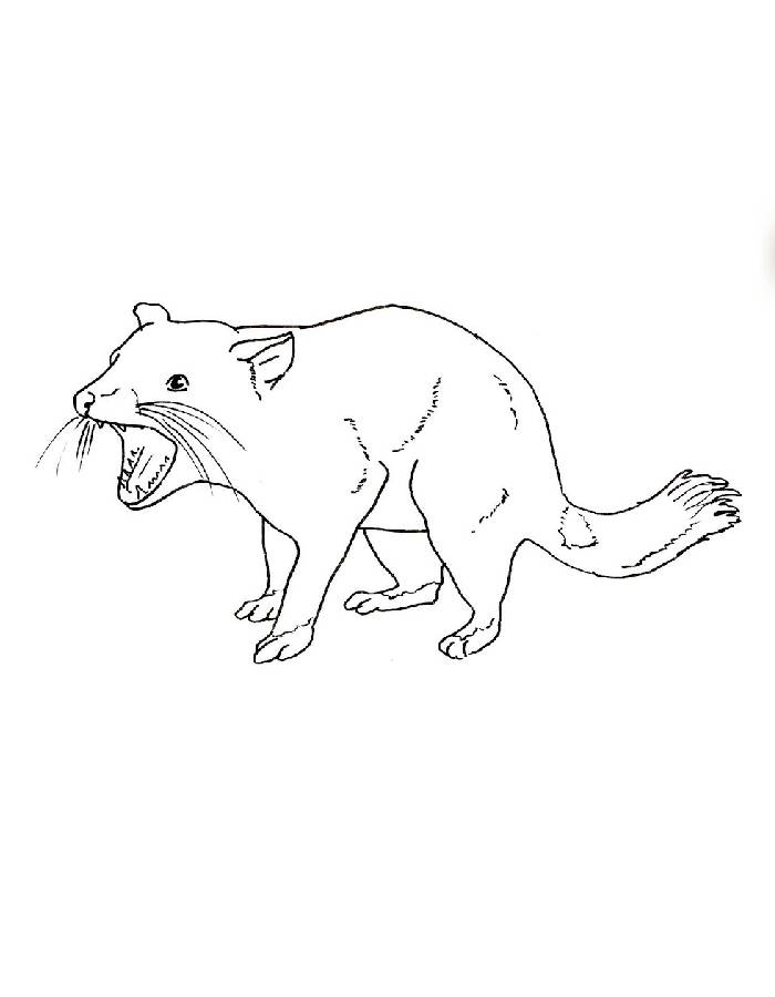 Forest Animal Tasmanian Devil Coloring Page