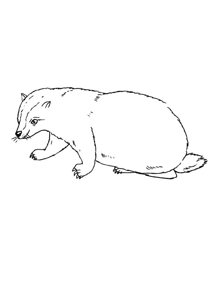 Forest Badger Coloring Page