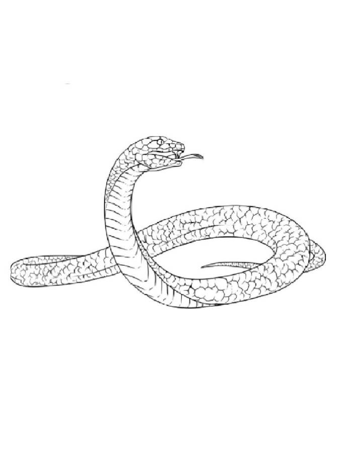 Forest Black Mamba Coloring Page