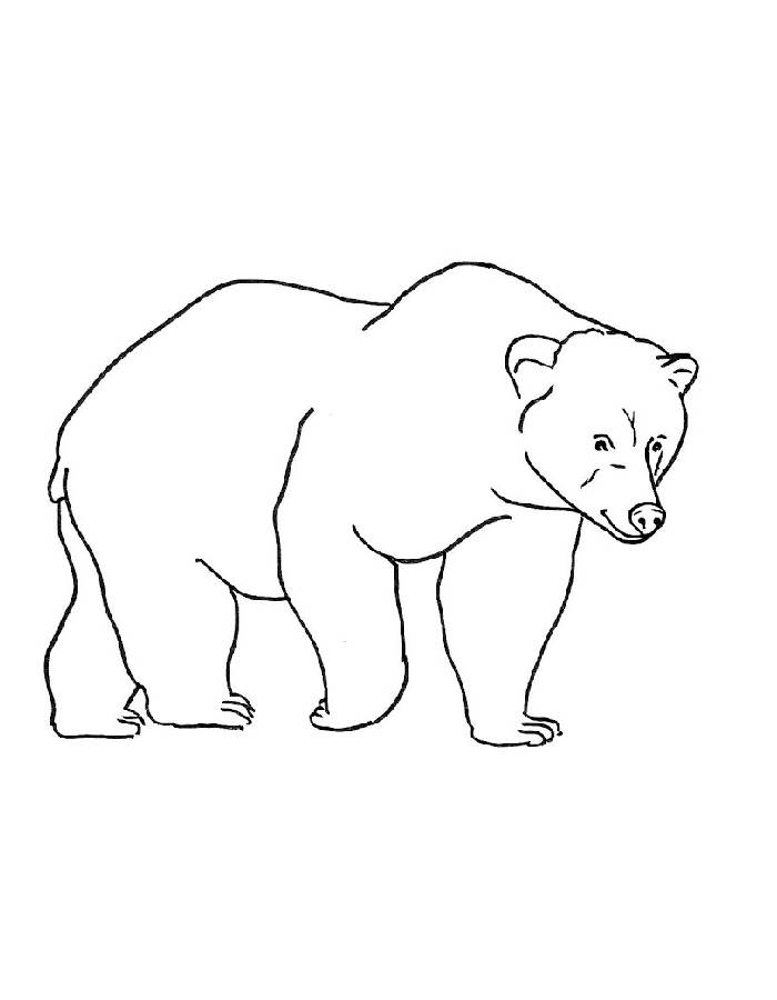 Forest Brown Bear Coloring Page