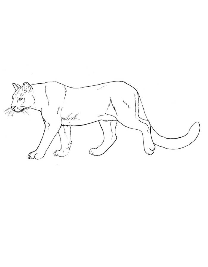 Forest Cougar Coloring Page