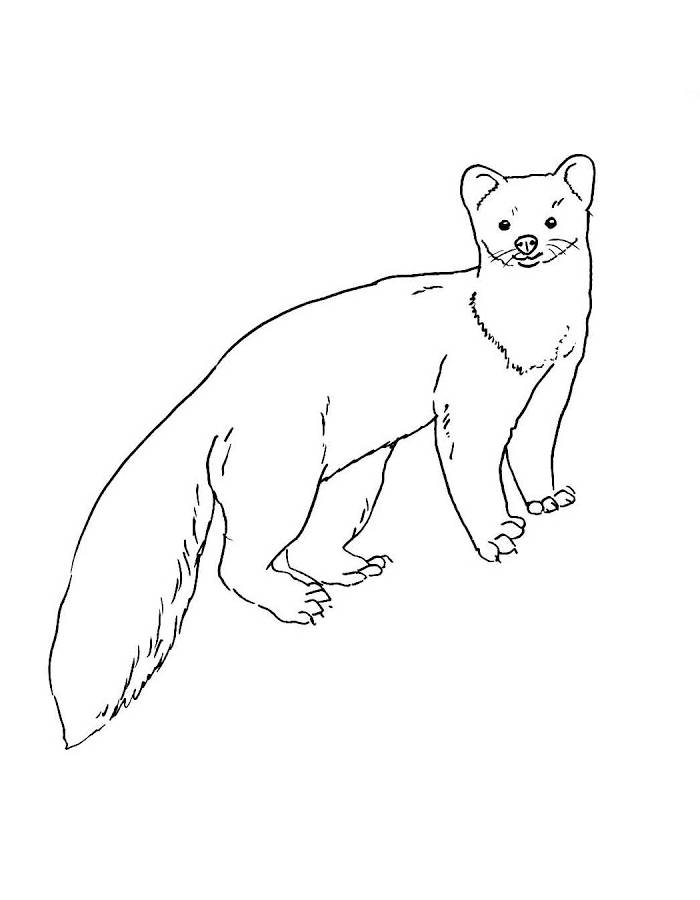 Forest Martens Coloring Page