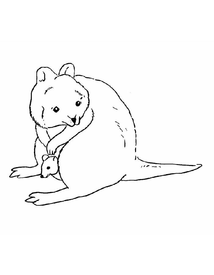 Forest Quokka Coloring Page