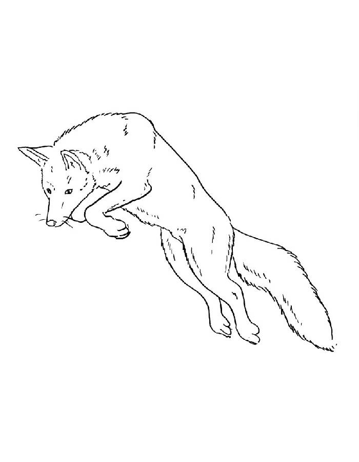 Forest Red Fox Coloring Page