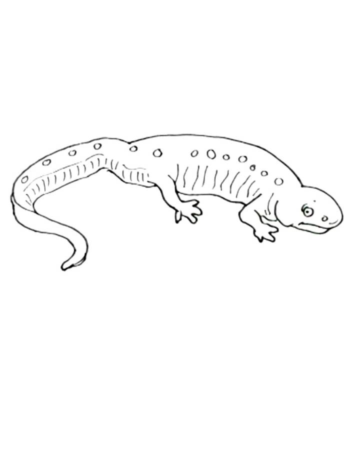 Forest Rire Salamander Coloring Page