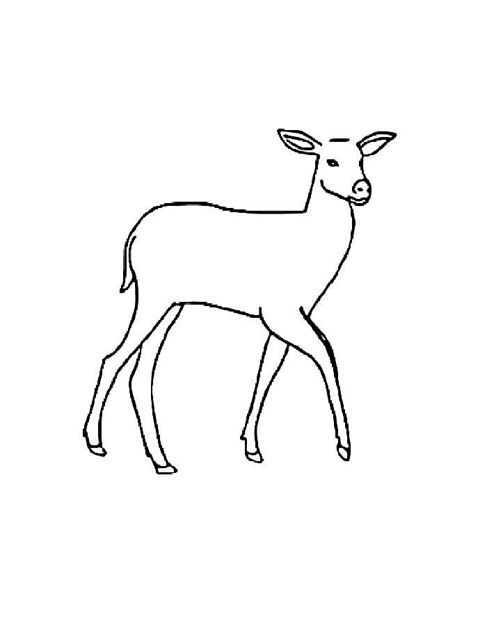 Forest White-tailed Deer Coloring Page