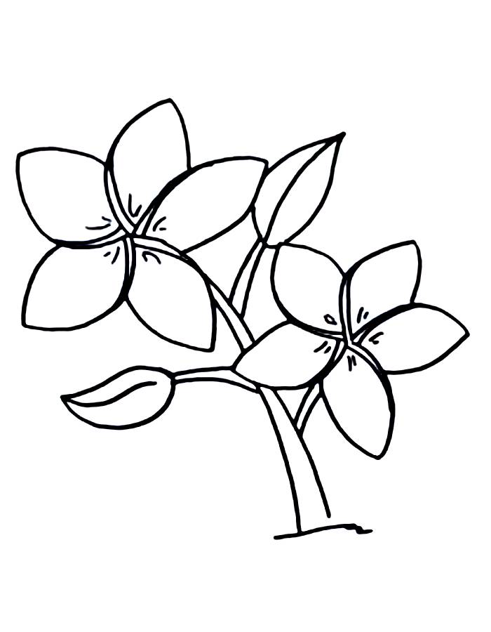 Frangipani Frangipani Coloring Page