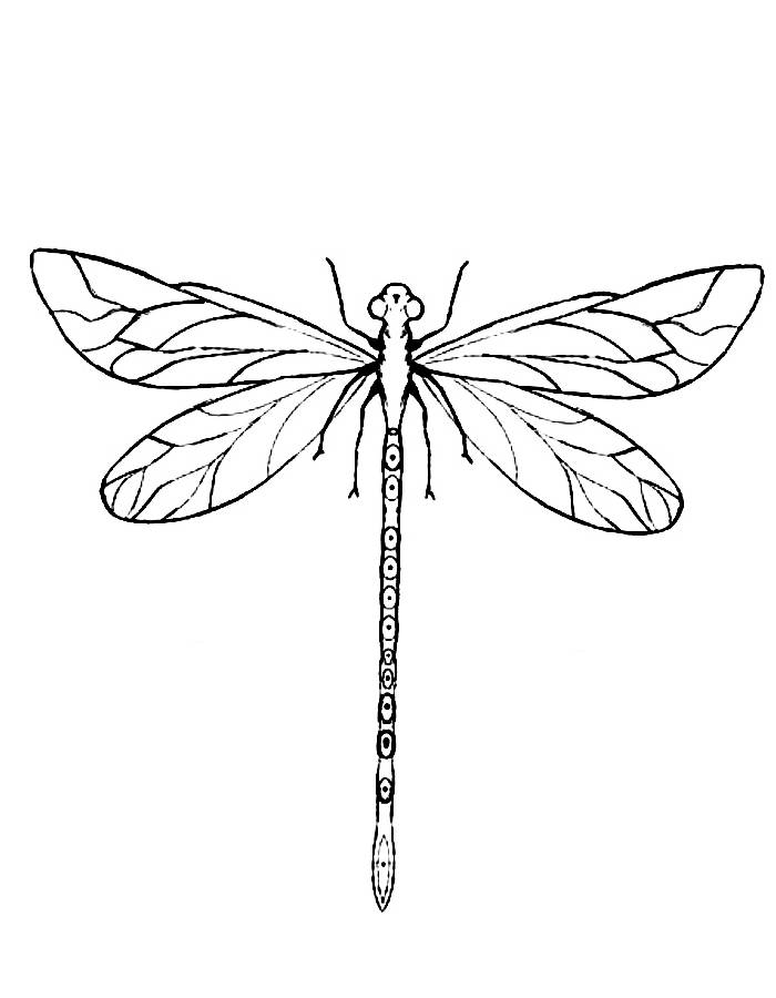 Free Dragonfly Pictures Coloring Page