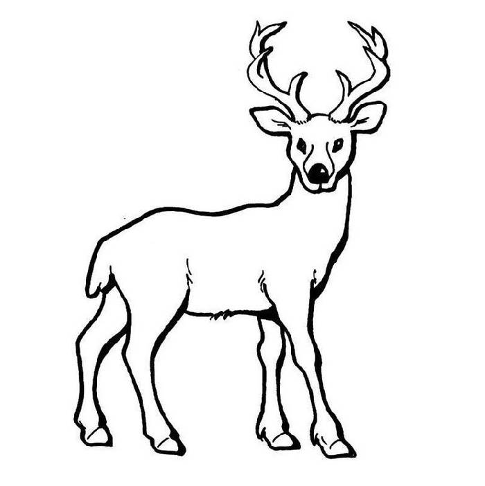 Free Elk Sheet Coloring Page