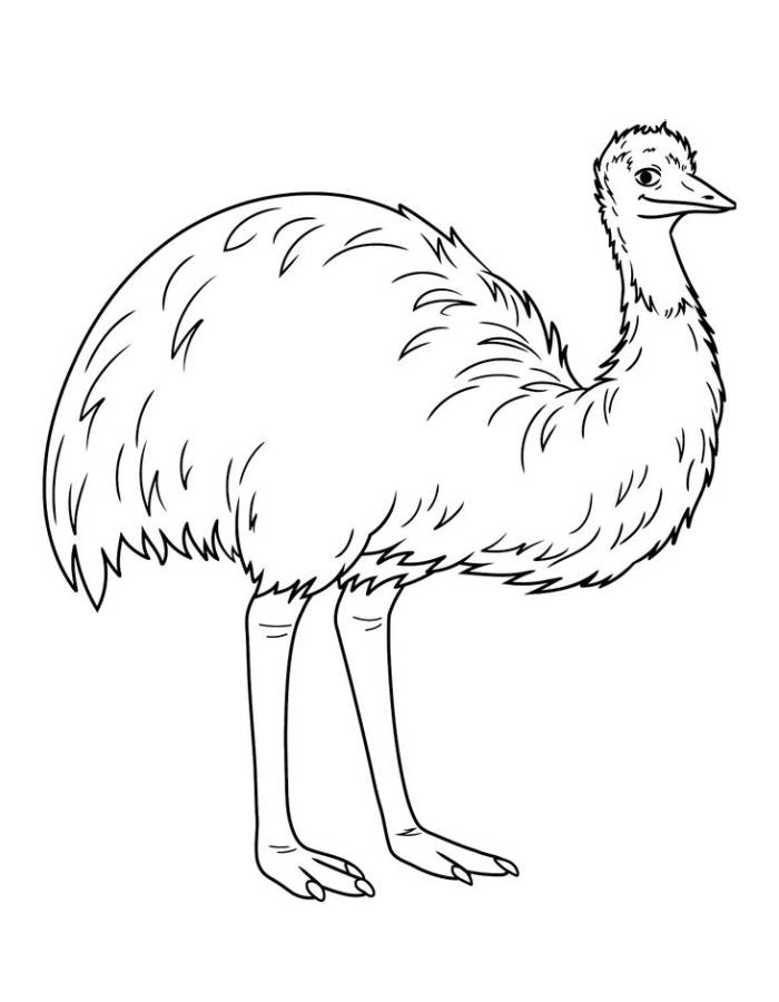 Free Emu For Kids