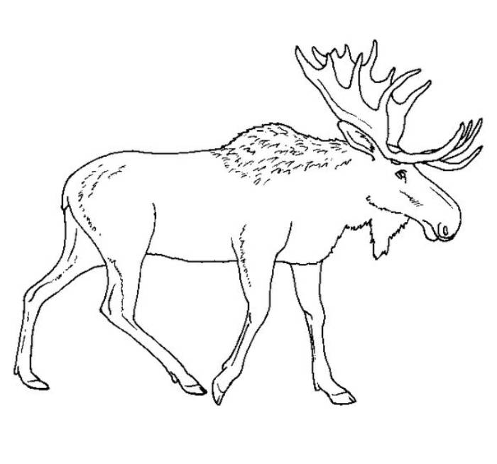 Free Printable Moose