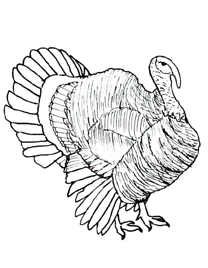 Free Printable Turkey To Color Coloring Page