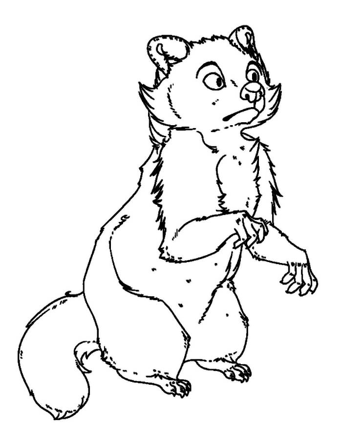 Free To Use Raccoon Lines Coloring Page