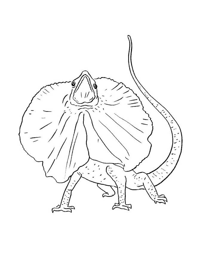 Frilled-neck Lizard Coloring Page