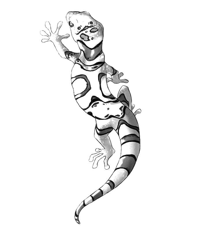 Gecko Lizard Coloring Page