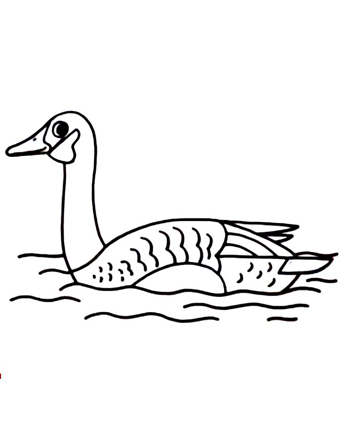 Geese On Water Coloring Page