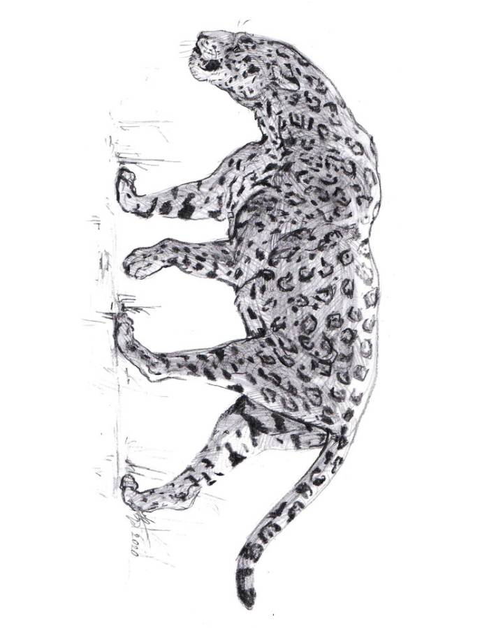 Giant Jaguar Coloring Page