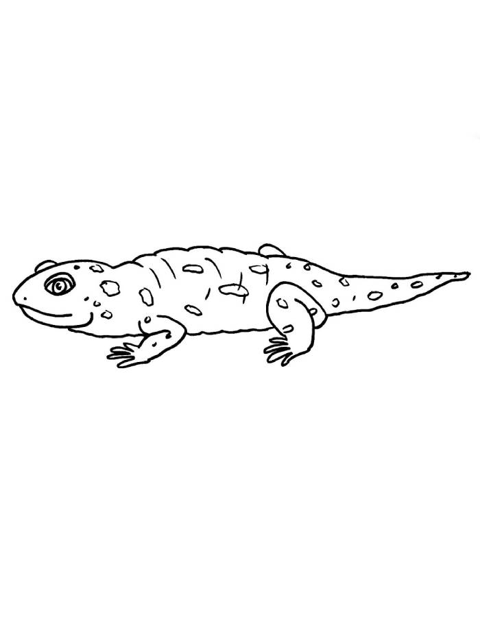 Gila Monster Reptile Coloring Page