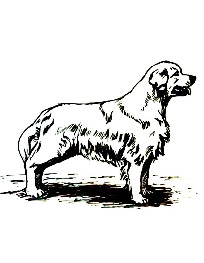 Golden Retriever Dog Black And White Coloring Page