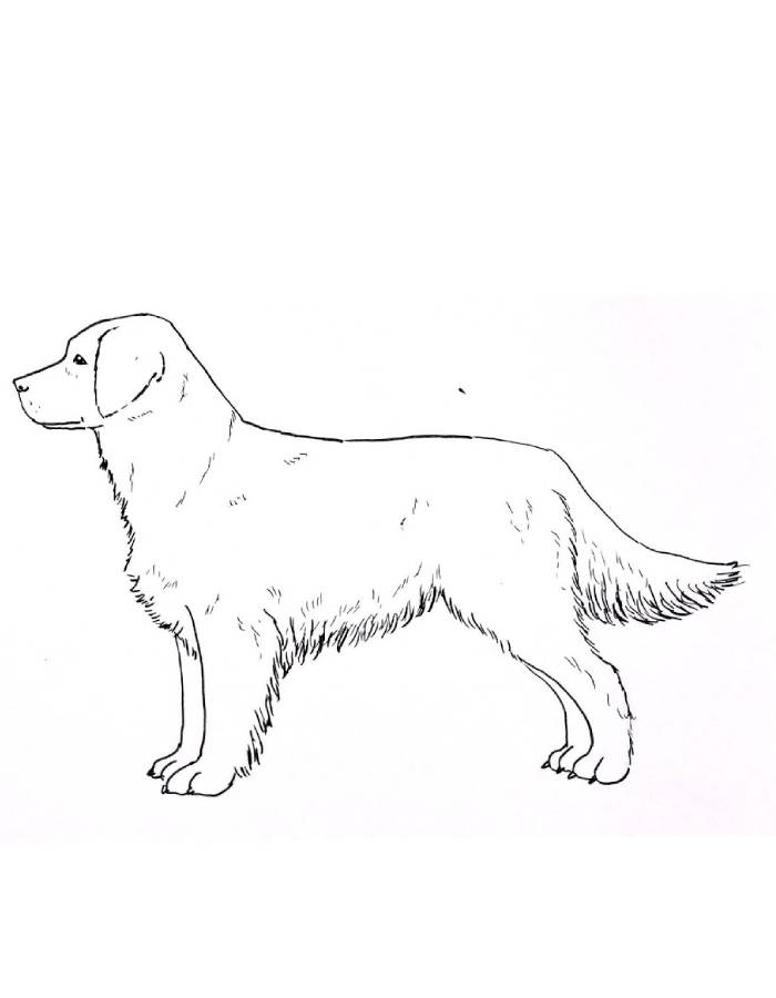 Golden Retriever Outline Drawing Coloring Page