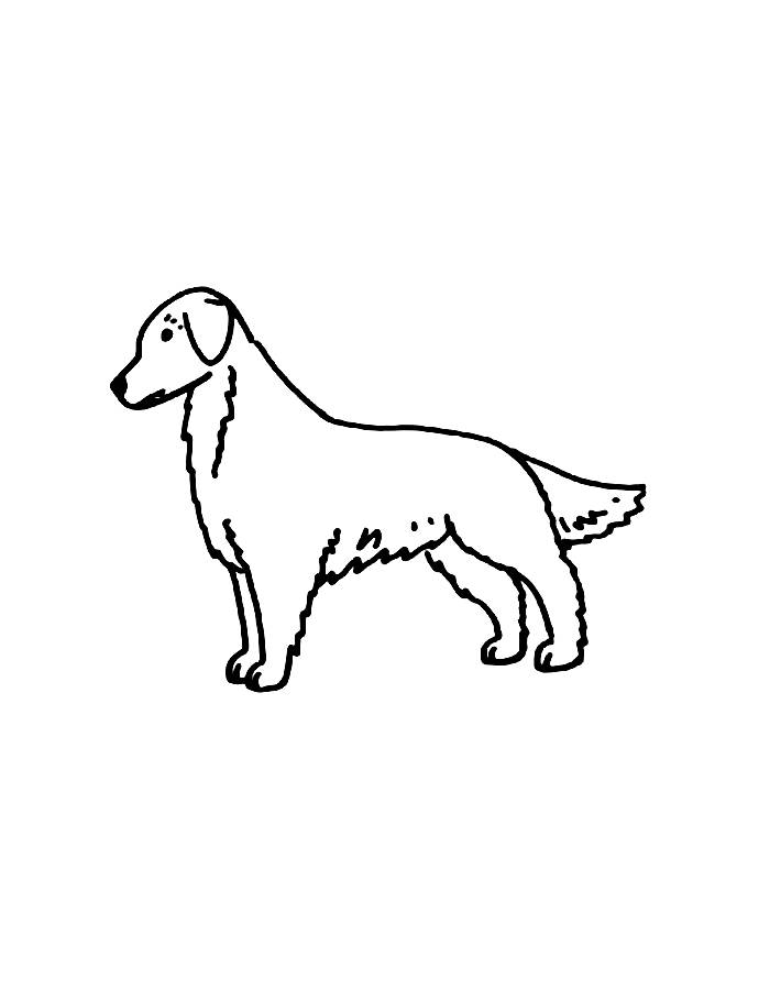 Golden Retriever Printable Pdf Coloring Page