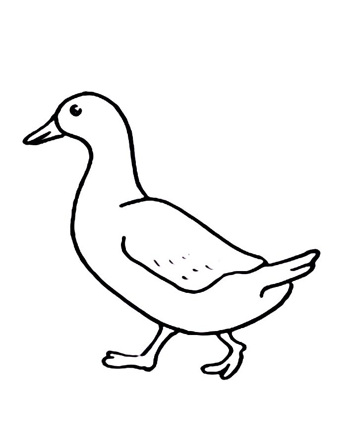 Goose Line Drawings Coloring Page