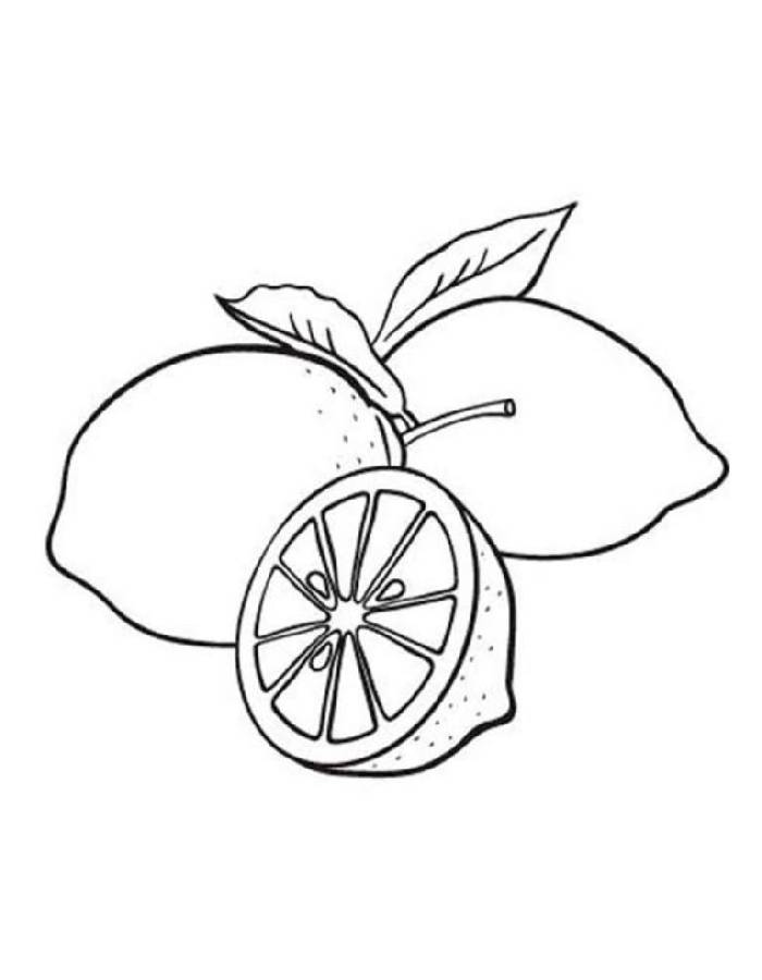 Grapefruit Line Art For Kids  Coloring Page