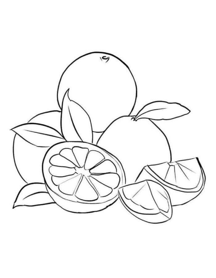 Grapefruit Outline Pdf Coloring Page