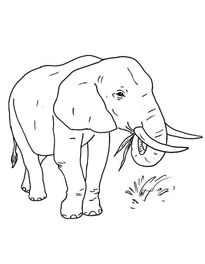 Grass Eating Elephant Drawing Easy Coloring Page