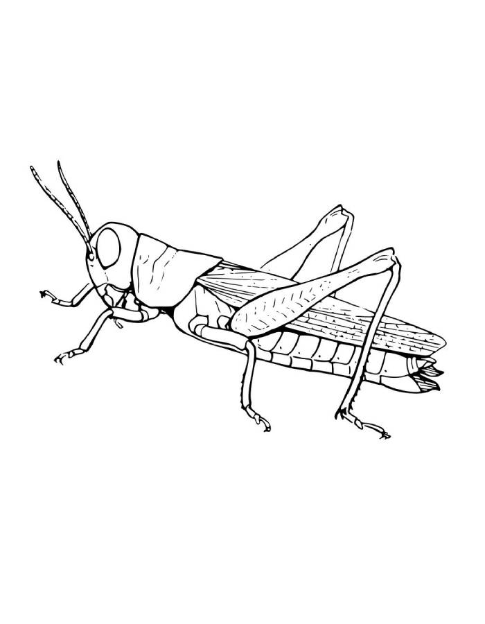 Grasshopper Easy Drawing Coloring Page