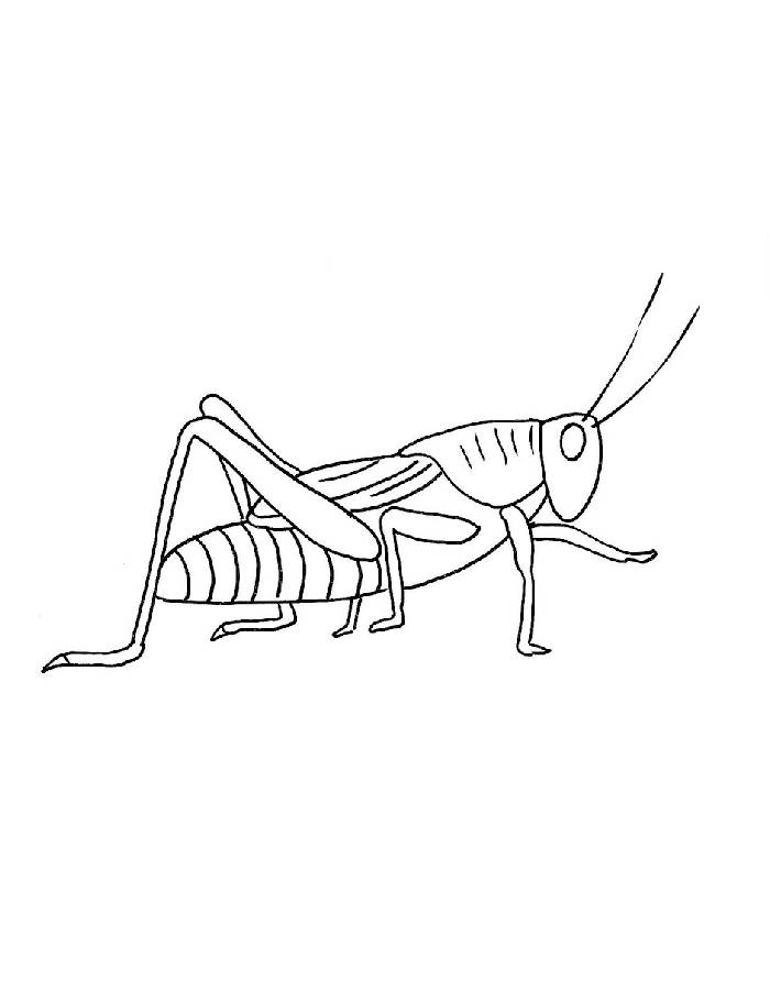 Grasshopper Insect Coloring Page