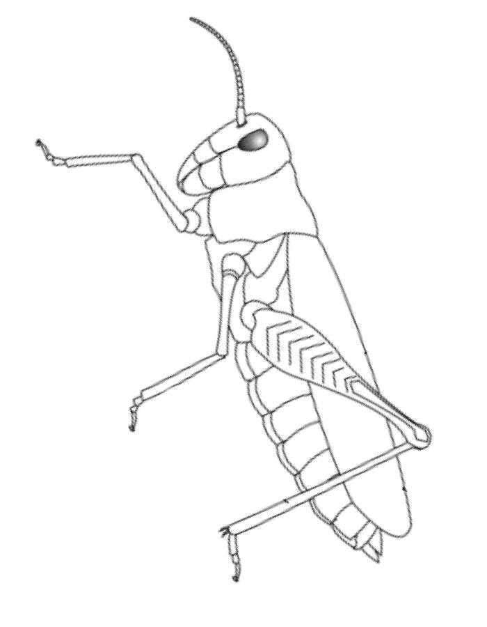 Grasshopper pictures to color coloring page