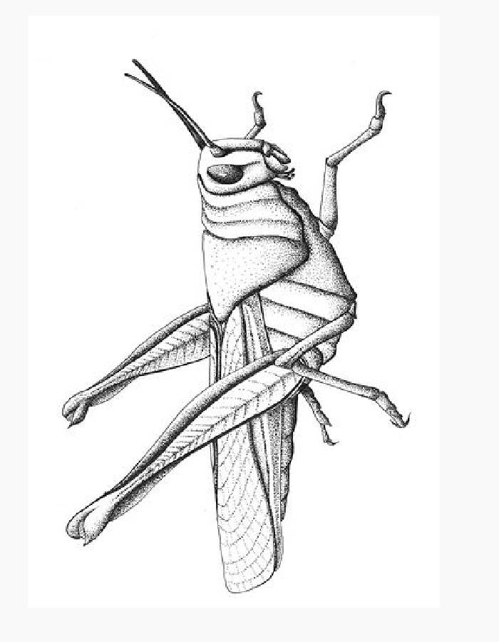 Grasshopper sheet coloring page